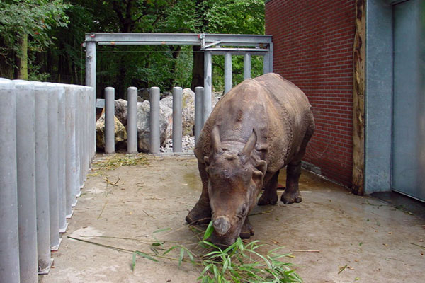 Custom gate operators for a rhino enclosure in a dutch zoo